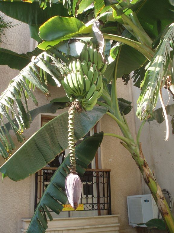 palma bananowa w ogródku