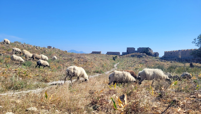owce w ruinach zamku Antimachia