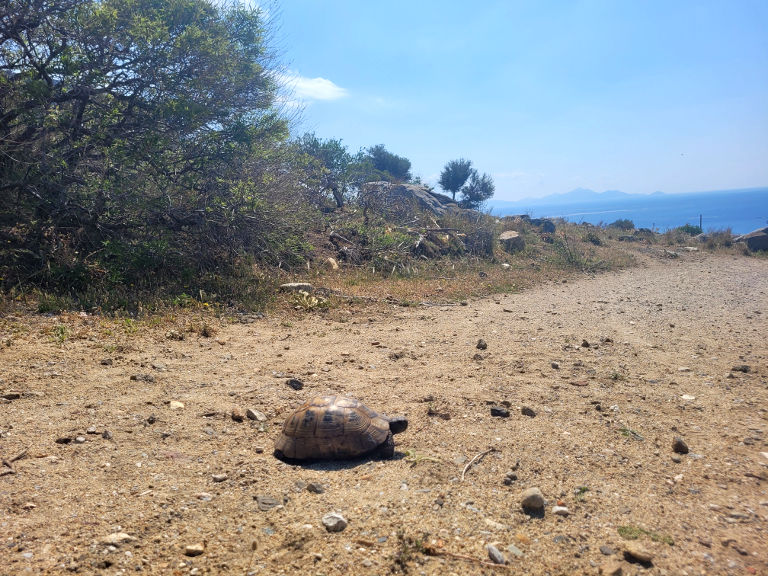 dziki żółw na szlaku na wyspie Kos